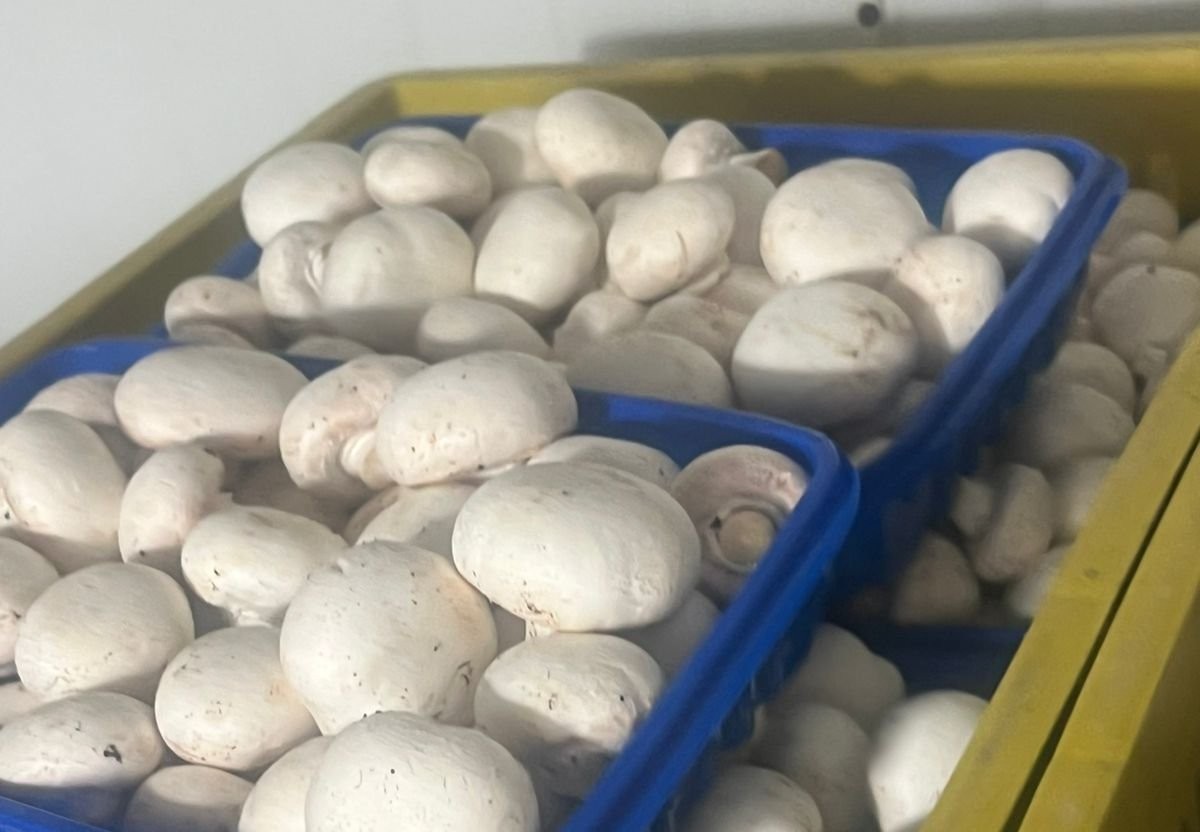 Champiñones enteros clasificados por calibre en canastillas