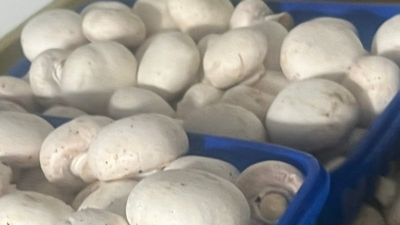 Champiñones clasificados en canastillas azules