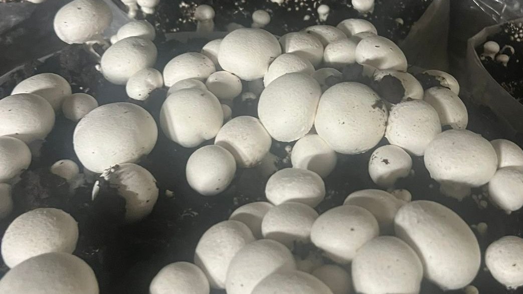 Champiñones Agaricus bisporus creciendo en una sala de cultivo