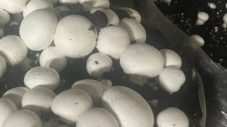 Camas de sustrato con champiñones en una sala de cultivo