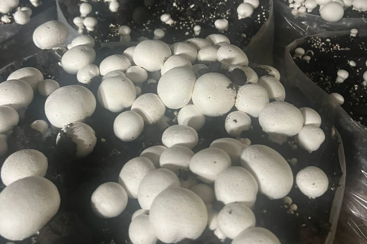 Sala de cultivo con camas de sustrato
